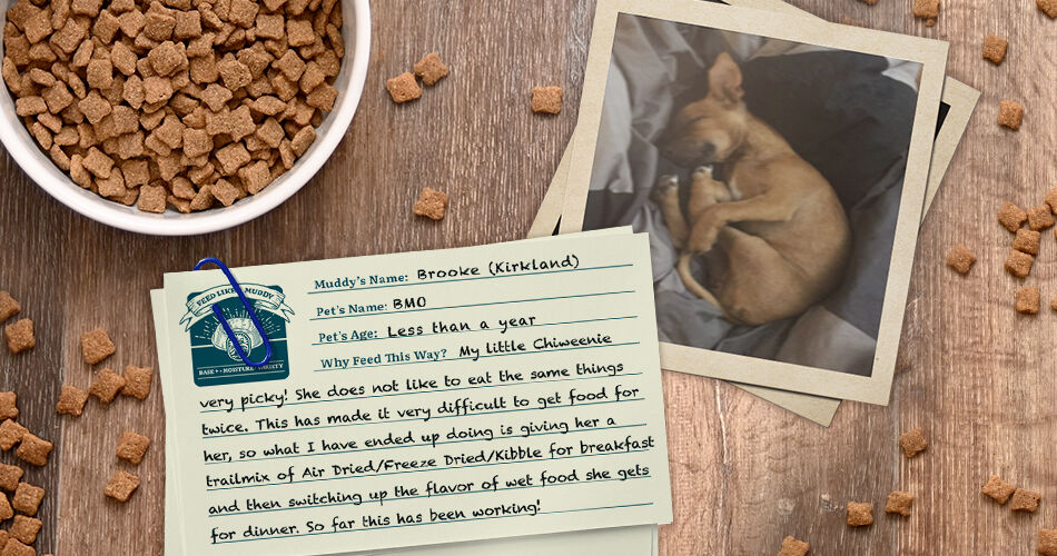 Brooke has dog BMO (<1 year): "My little Chiweenie id very picky! She does not like to eat the same things twice. This has made it very difficult to get food for her, so what I have ended up doing is giving her a trailmix of Air-Dried/Freeze-Dried/Kibble for breakfast and then switching up the flavor of wet food she gets for dinner. So far this has been working!"