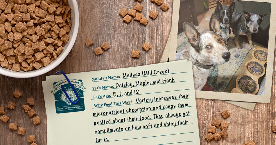 Melissa (Mill Creek) has dogs Paisley (5), Maple (1), and Hank (12): "Variety increases their micronutrient absorption and keeps them excited about their food. They always get compliments on how soft and shiny their fur is."