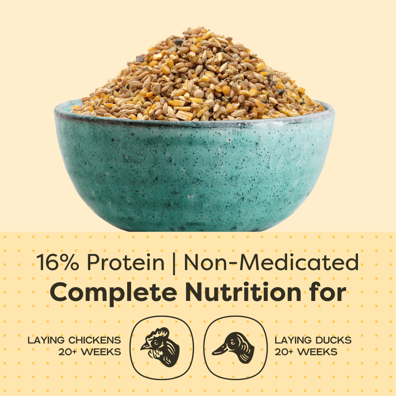 Scratch and Peck Feeds Organic Chicken & Duck Feed, Layer Mash 16% + Corn, 40-lb image number null