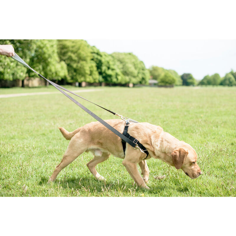 2 Hounds Design Freedom No-Pull Dog Harness, Black image number null