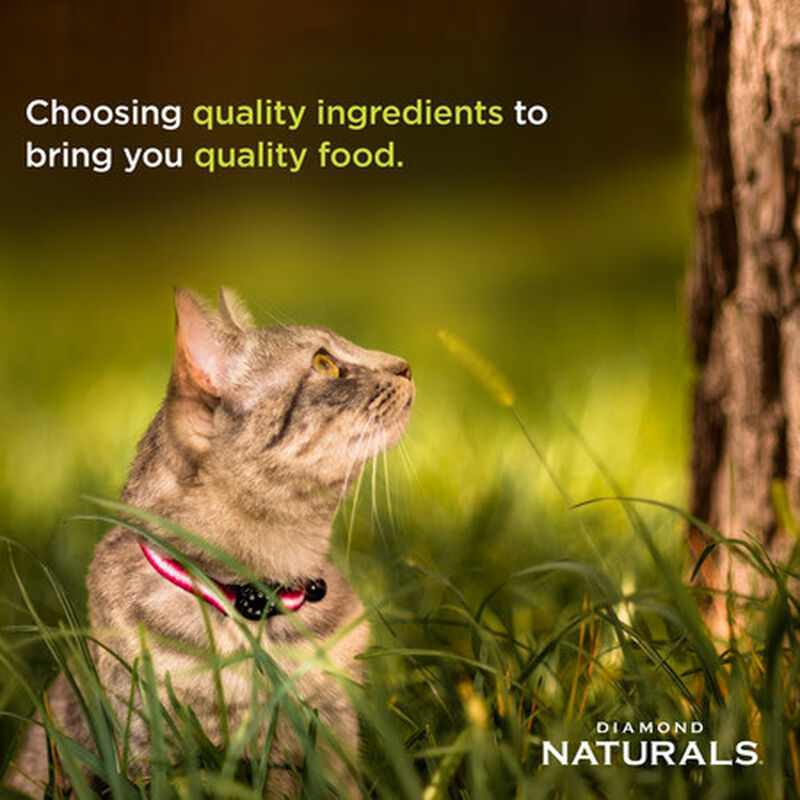 Diamond Naturals Dry Cat Food, Kitten, Chicken & Rice, 6-lb image number null