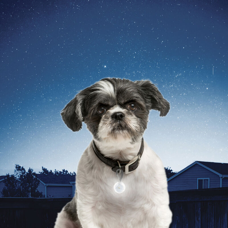 Nite Ize PetLit LED Dog Collar Light, Crystal Jewel image number null