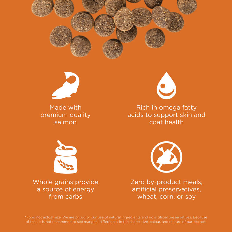 Go! Solutions Skin + Coat Care Dry Dog Food, Salmon & Grains image number null