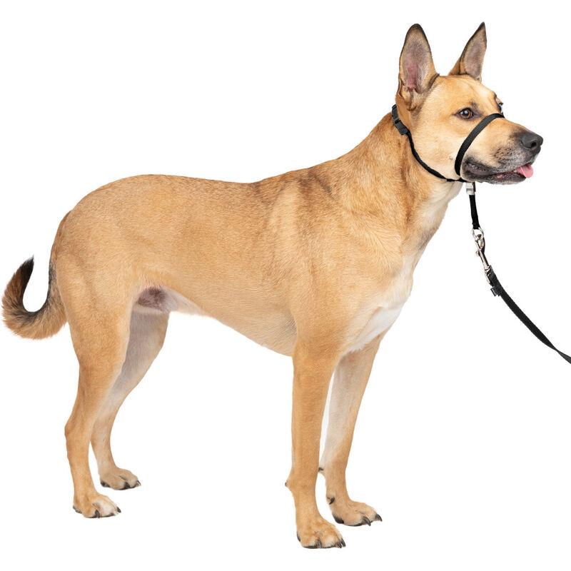 PetSafe Gentle Leader No-Pull Dog Headcollar, Black image number null