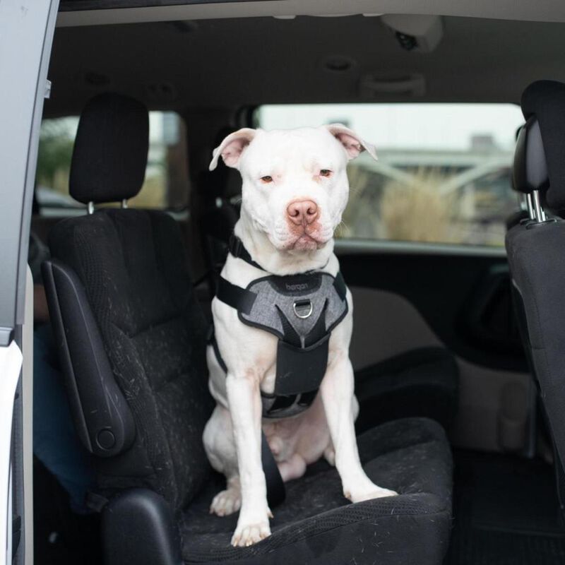 Bergan Auto Dog Harness image number null