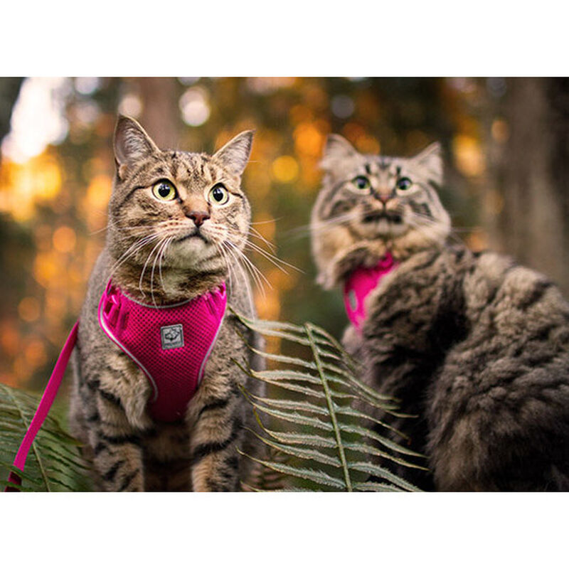RC Pets Adventure Kitty Harness, Raspberry image number null